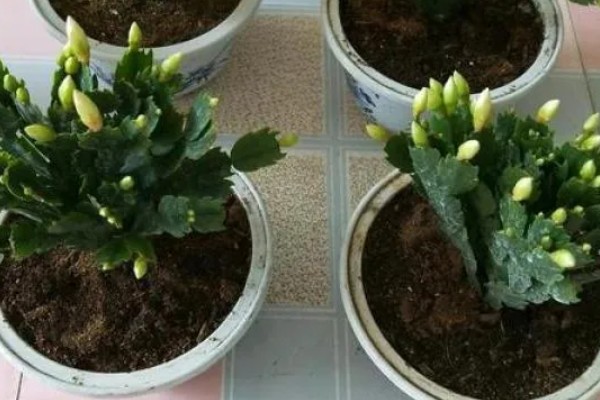 怎么对蟹爪兰剪枝,生长期剪除过于繁密的叶片