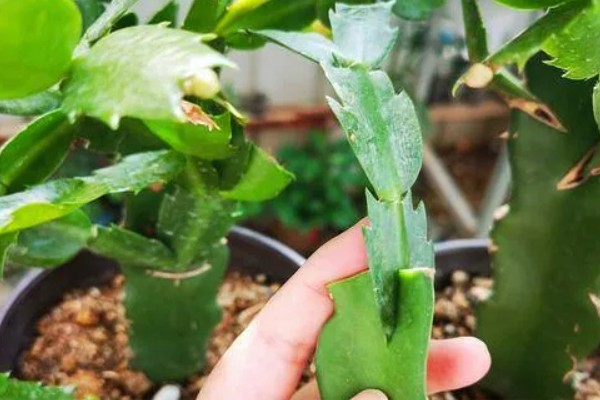 怎么对蟹爪兰剪枝,生长期剪除过于繁密的叶片