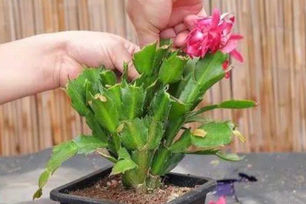 怎么对蟹爪兰剪枝,生长期剪除过于繁密的叶片