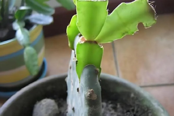 怎么对蟹爪兰剪枝,生长期剪除过于繁密的叶片