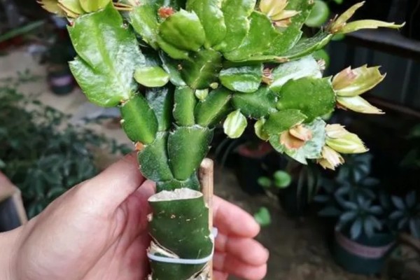 怎么对蟹爪兰剪枝,生长期剪除过于繁密的叶片