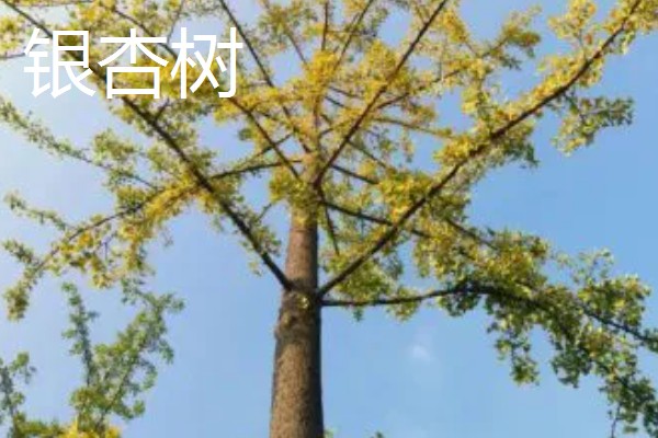院子里不可以种什么树，不能种银杏树、杨树等
