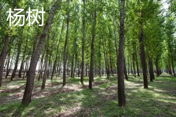 院子里不可以种什么树，不能种银杏树、杨树等