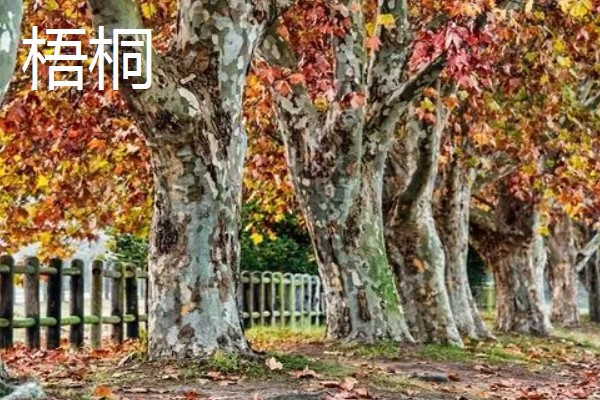 院子里不可以种什么树，不能种银杏树、杨树等