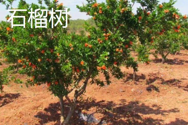 院子里不可以种什么树，不能种银杏树、杨树等