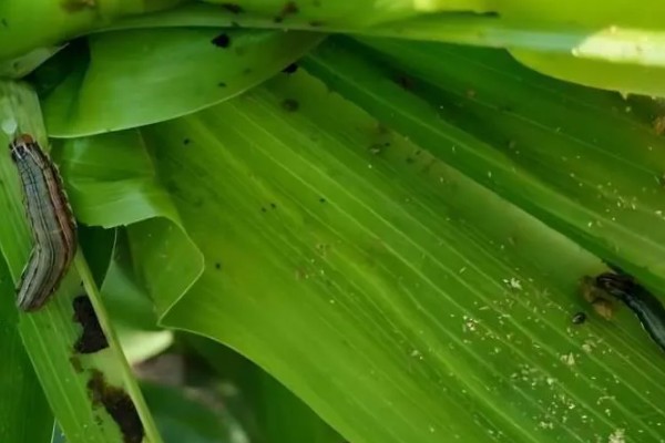如何防治玉米粘虫，在幼虫期使用灭幼脲具有明显的效果
