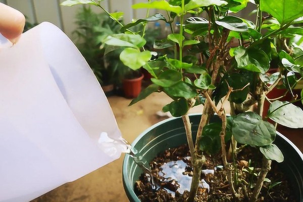 茉莉花如何做到一年开花几次，第一次开要注意薄施勤肥