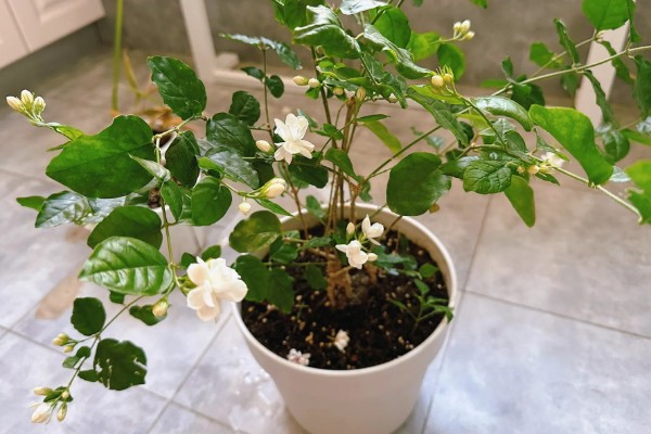 茉莉花如何做到一年开花几次，第一次开要注意薄施勤肥