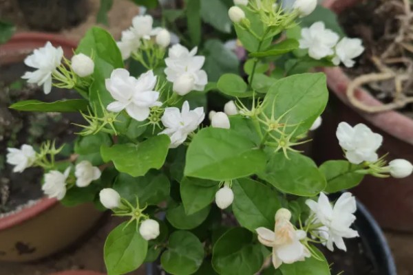 茉莉花如何做到一年开花几次，第一次开要注意薄施勤肥