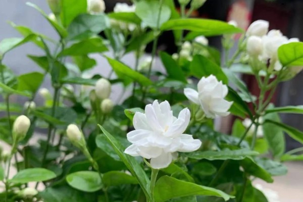 茉莉花如何做到一年开花几次，第一次开要注意薄施勤肥