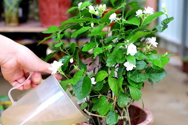 茉莉花如何做到一年开花几次，第一次开要注意薄施勤肥