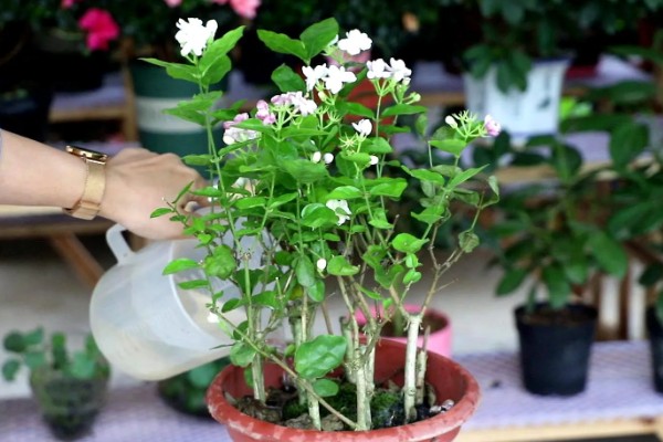茉莉花如何做到一年开花几次，第一次开要注意薄施勤肥