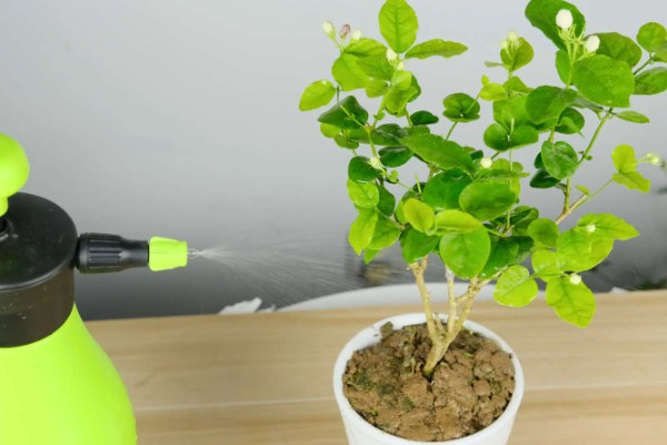 茉莉花如何做到一年开花几次，第一次开要注意薄施勤肥