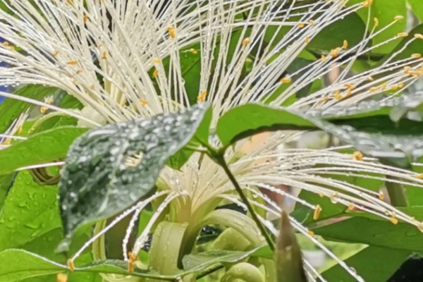 发财树开花的寓意，寓意财源滚滚、生财转运等