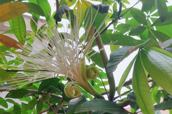 发财树开花的寓意，寓意财源滚滚、生财转运等