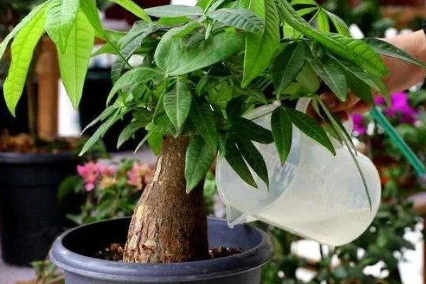 发财树开花的寓意，寓意财源滚滚、生财转运等