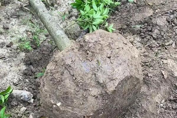 桂花在几月份移栽成活率高，秋季9月份以后移栽成活率高