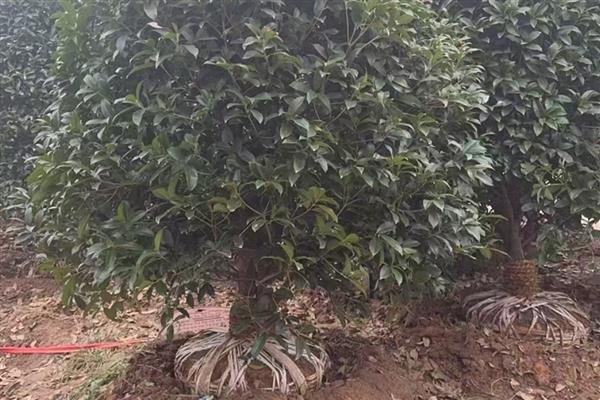 桂花在几月份移栽成活率高，秋季9月份以后移栽成活率高