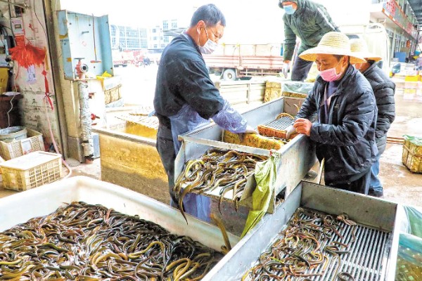 挑选黄鳝种苗要注意什么，要注意观察头部、尾巴等部位有无异常情况