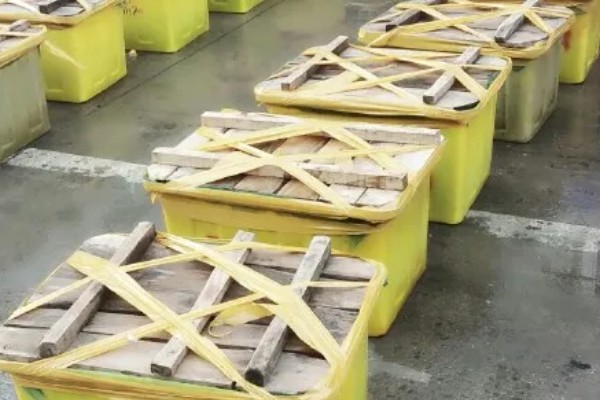 挑选黄鳝种苗要注意什么，要注意观察头部、尾巴等部位有无异常情况
