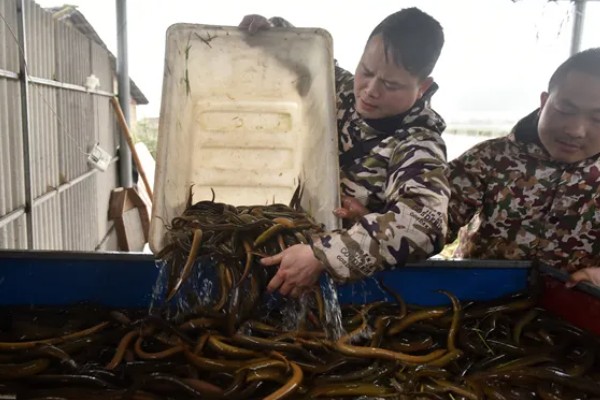 挑选黄鳝种苗要注意什么，要注意观察头部、尾巴等部位有无异常情况