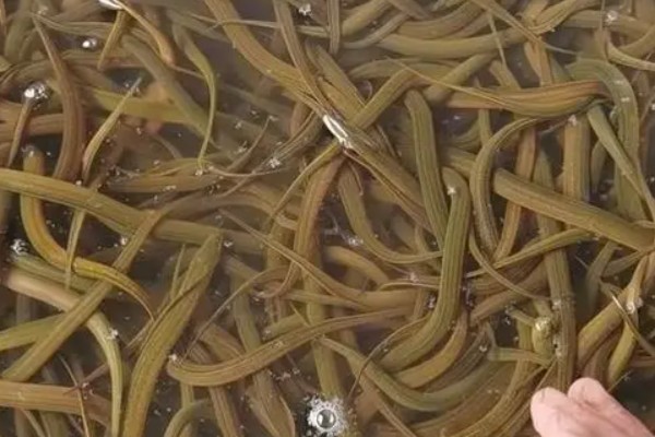 挑选黄鳝种苗要注意什么，要注意观察头部、尾巴等部位有无异常情况