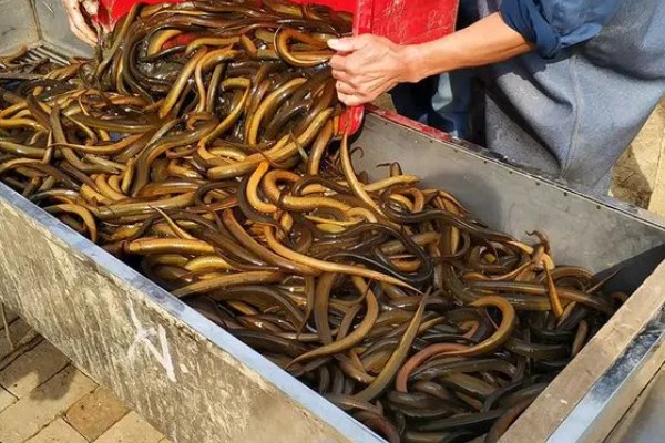 挑选黄鳝种苗要注意什么，要注意观察头部、尾巴等部位有无异常情况