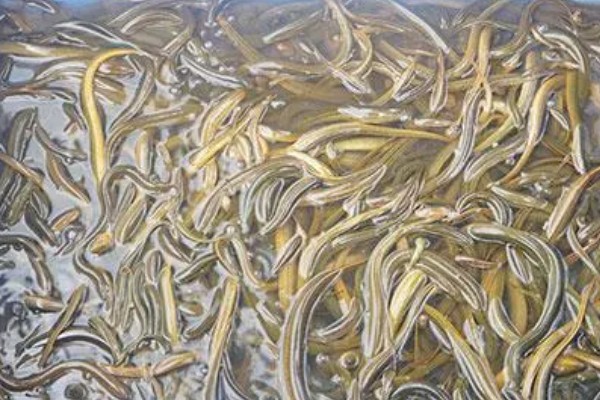 挑选黄鳝种苗要注意什么，要注意观察头部、尾巴等部位有无异常情况