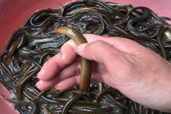 挑选黄鳝种苗要注意什么，要注意观察头部、尾巴等部位有无异常情况