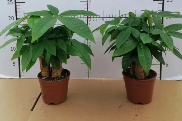 送男生盆栽的寓意，不同品种植物的寓意不同