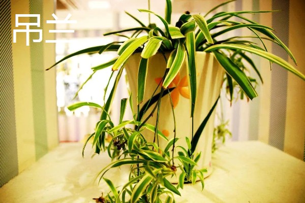 送男生盆栽的寓意，不同品种植物的寓意不同