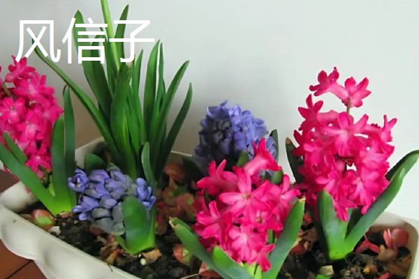 送男生盆栽的寓意，不同品种植物的寓意不同