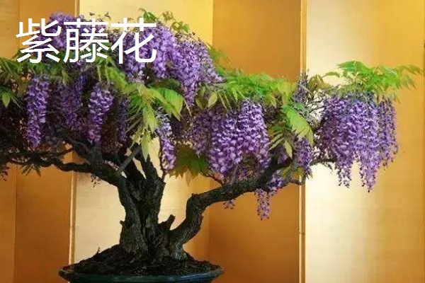 送男生盆栽的寓意，不同品种植物的寓意不同