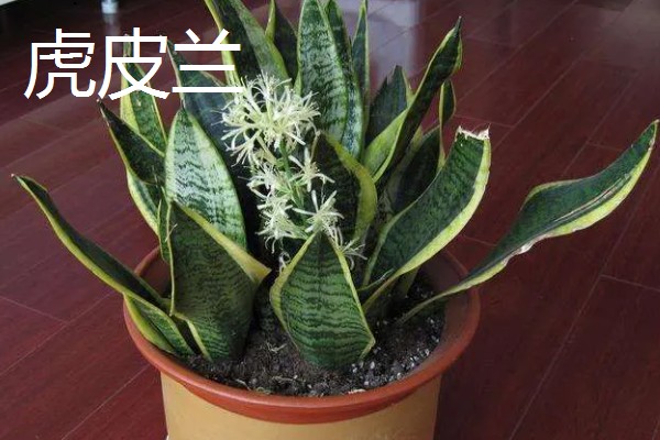送男生盆栽的寓意，不同品种植物的寓意不同