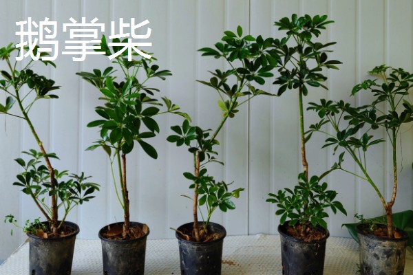 送男生盆栽的寓意，不同品种植物的寓意不同