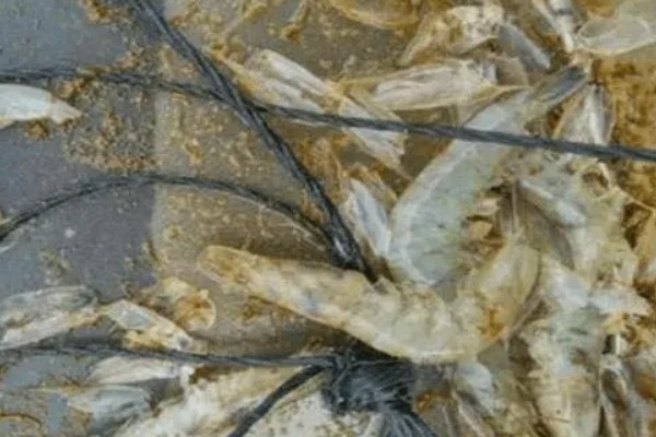 南美白对虾养多久可以上市，通常经过3-6个月即可上市