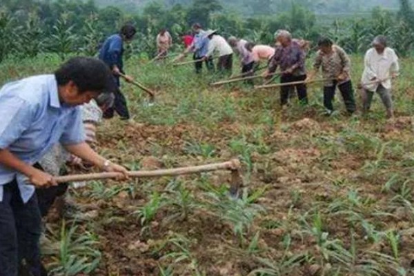 生姜的亩产量，一般在1500-3000kg左右