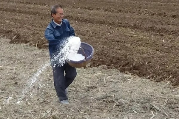 生姜的亩产量，一般在1500-3000kg左右