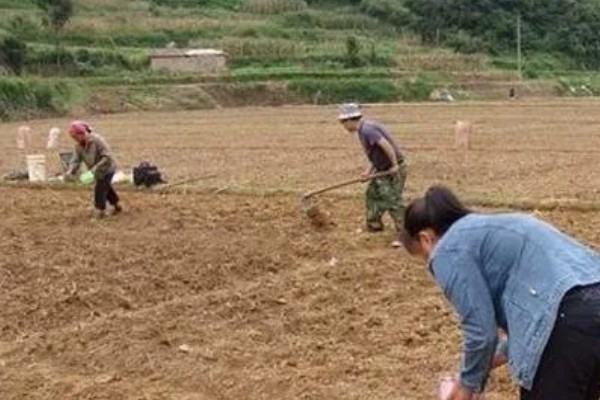 生姜的亩产量，一般在1500-3000kg左右