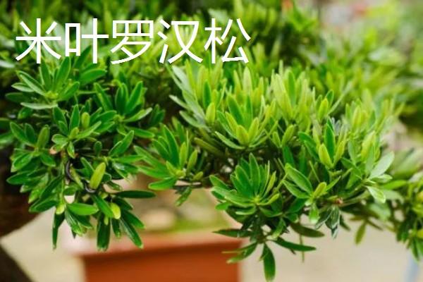 罗汉松有哪些品种，米叶罗汉松、短叶罗汉松等品种很常见