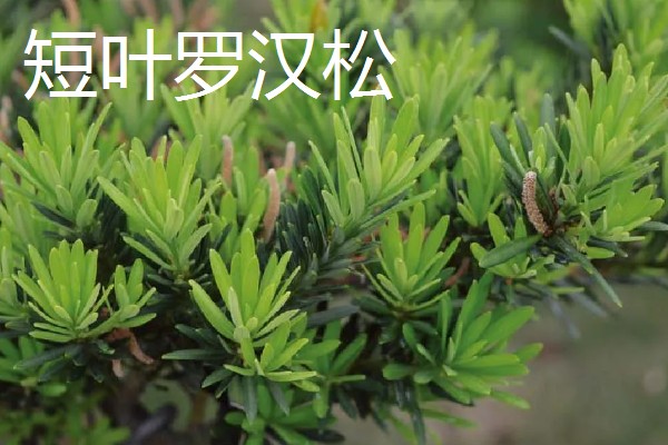 罗汉松有哪些品种，米叶罗汉松、短叶罗汉松等品种很常见
