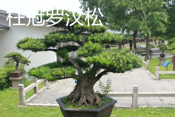 罗汉松有哪些品种，米叶罗汉松、短叶罗汉松等品种很常见