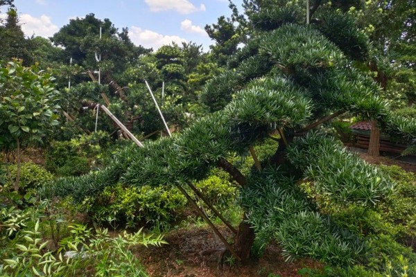 罗汉松有哪些品种，米叶罗汉松、短叶罗汉松等品种很常见