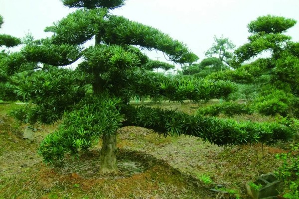 罗汉松有哪些品种，米叶罗汉松、短叶罗汉松等品种很常见