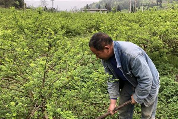 刺梨苗种植的方式，要做好整边修形工作