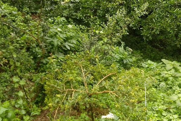 刺梨苗种植的方式，要做好整边修形工作