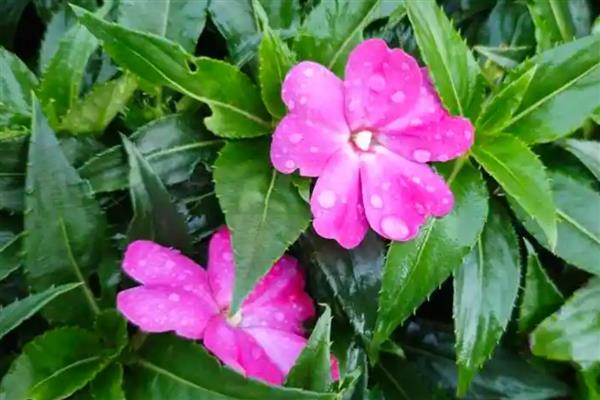 新几内亚凤仙花能水培吗,可以水培养殖