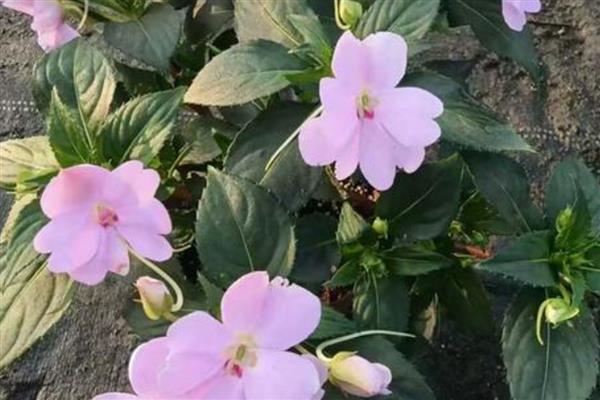 新几内亚凤仙花能水培吗,可以水培养殖