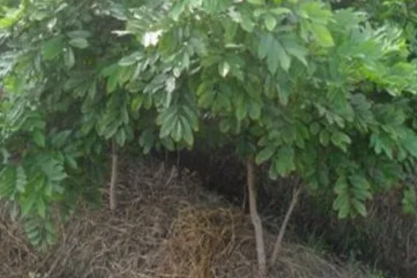 怎么养殖大罗伞树，生长期每隔半个月追施一次氮肥