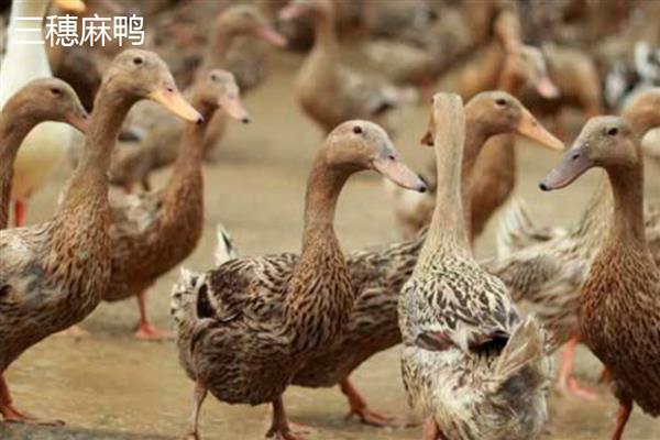 麻鸭的产地，产地有微山、西林等
